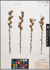 Foto von Salix caprea L. x Salix purpurea L.